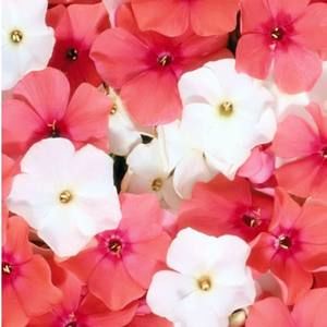 Meet your Posher, Geraldine